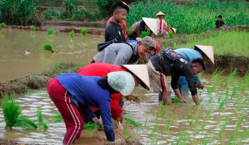 recolte du riz laos