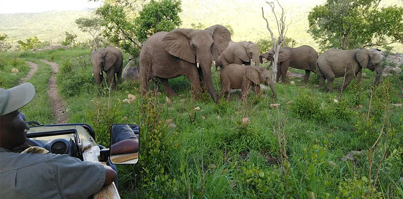 Le reste de notre voyage en Afrique du Sud sera plus calme afrique du sud animaux